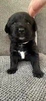 Pink Girl, a female Bernese Mountain Dog and Labrador Retriever for sale in West Terre Haute, IN – 5 of 6