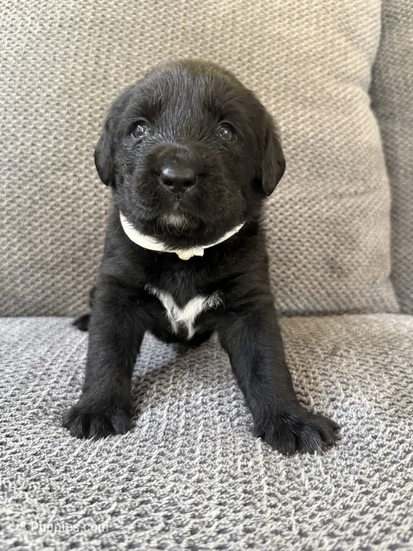 White girl – Bernese Mountain Dog, Labrador Retriever puppy for sale in West Terre Haute, IN
