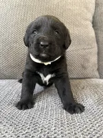 White girl, a female Bernese Mountain Dog and Labrador Retriever for sale in West Terre Haute, IN – 1 of 1