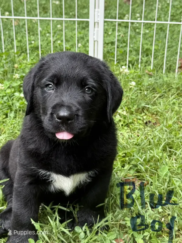 Blue boy – Bernese Mountain Dog, Labrador Retriever puppy for sale in West Terre Haute, IN