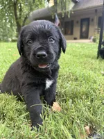 Green boy, a male Bernese Mountain Dog and Labrador Retriever for sale in West Terre Haute, IN – 3 of 3