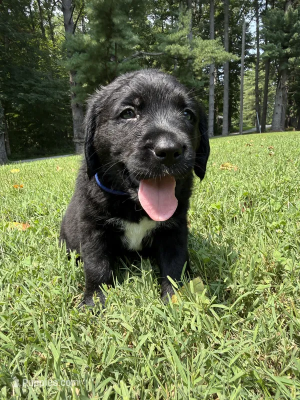 Blue boy – Bernese Mountain Dog, Labrador Retriever puppy for sale in West Terre Haute, IN