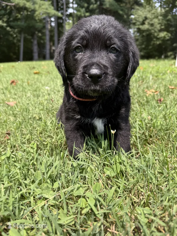 Pink Girl – Bernese Mountain Dog, Labrador Retriever puppy for sale in West Terre Haute, IN