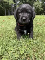 Pink Girl, a female Bernese Mountain Dog and Labrador Retriever for sale in West Terre Haute, IN – 1 of 6
