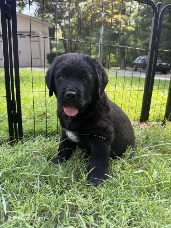 Pink Girl – Bernese Mountain Dog, Labrador Retriever puppy for sale in West Terre Haute, IN