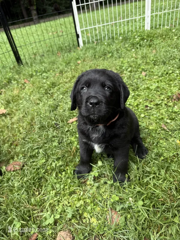 Pink Girl – Bernese Mountain Dog, Labrador Retriever puppy for sale in West Terre Haute, IN