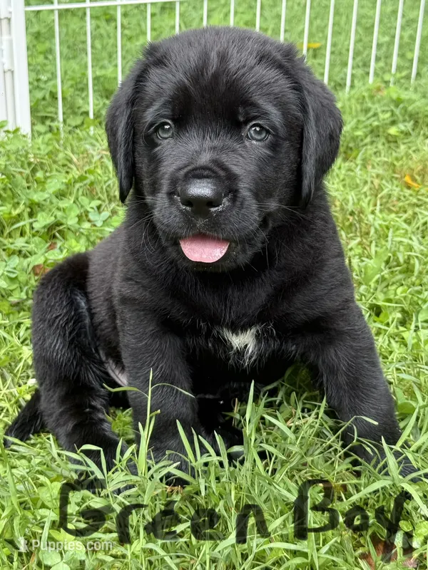 Green boy – Bernese Mountain Dog, Labrador Retriever puppy for sale in West Terre Haute, IN