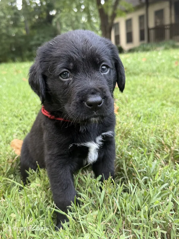 Red boy – Bernese Mountain Dog, Labrador Retriever puppy for sale in West Terre Haute, IN