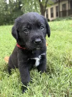 Red boy, a male Bernese Mountain Dog and Labrador Retriever for sale in West Terre Haute, IN – 1 of 2