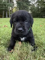 Green boy, a male Bernese Mountain Dog and Labrador Retriever for sale in West Terre Haute, IN – 2 of 3