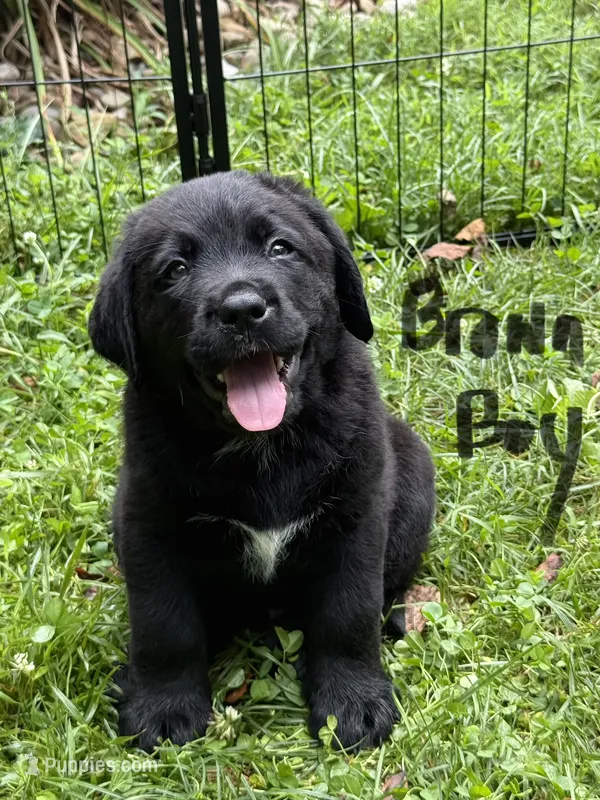 Brown boy – Bernese Mountain Dog, Labrador Retriever puppy on hold in West Terre Haute, IN