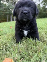 Pink Girl, a female Bernese Mountain Dog and Labrador Retriever for sale in West Terre Haute, IN – 4 of 6