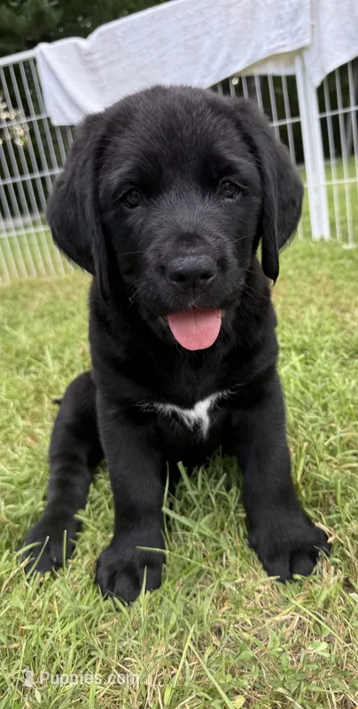 White girl – Bernese Mountain Dog, Labrador Retriever puppy for sale in West Terre Haute, IN