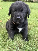 Brown boy, a male Bernese Mountain Dog and Labrador Retriever for sale in West Terre Haute, IN – 2 of 3