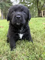 Pink Girl, a female Bernese Mountain Dog and Labrador Retriever for sale in West Terre Haute, IN – 3 of 6