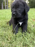 Brown boy, a male Bernese Mountain Dog and Labrador Retriever for sale in West Terre Haute, IN – 3 of 3