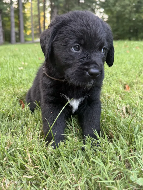 Brown boy – Bernese Mountain Dog, Labrador Retriever puppy for sale in West Terre Haute, IN