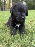 Brown boy, a male Bernese Mountain Dog and Labrador Retriever for sale in West Terre Haute, IN – 1 of 3