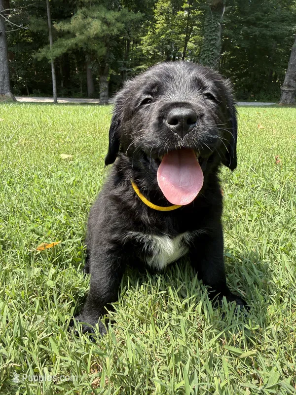 Yellow boy – Bernese Mountain Dog, Labrador Retriever puppy for sale in West Terre Haute, IN