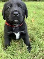 Red boy, a male Bernese Mountain Dog and Labrador Retriever for sale in West Terre Haute, IN – 2 of 2