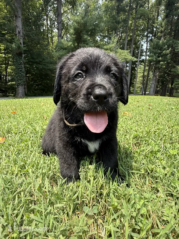 Brown boy – Bernese Mountain Dog, Labrador Retriever puppy for sale in West Terre Haute, IN