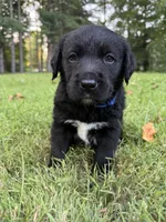 Blue boy, a male Bernese Mountain Dog and Labrador Retriever for sale in West Terre Haute, IN – 2 of 3
