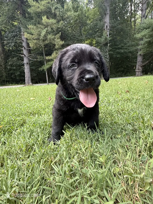 Green boy – Bernese Mountain Dog, Labrador Retriever puppy for sale in West Terre Haute, IN