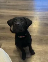 Kodi, a male Labrador Retriever for sale in Sandusky, OH – Photo 2 of 2