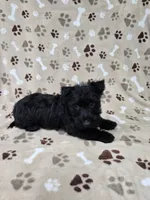 Gus, a male Scottish Terrier for sale in Mitchell, IN – 2 of 3