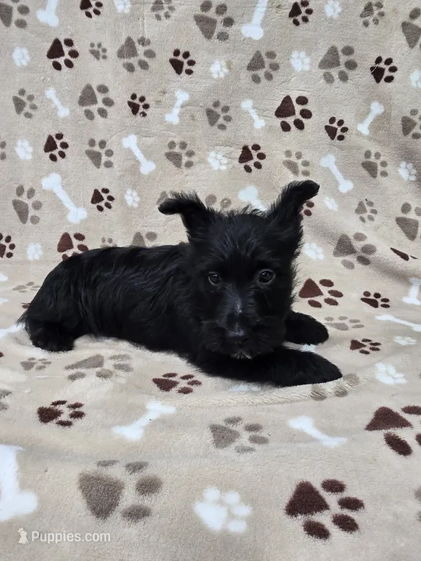 Maggie – Scottish Terrier puppy for sale in Mitchell, IN