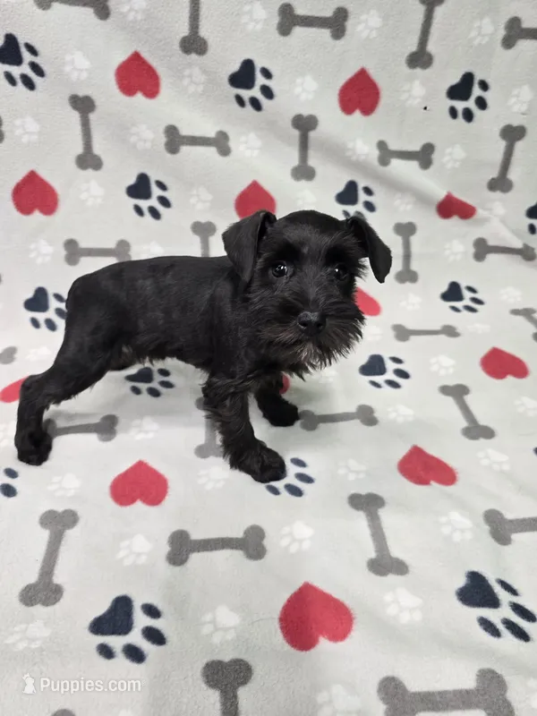 Gracie – Miniature Schnauzer puppy for sale in Mitchell, IN