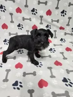 Gracie, a female Miniature Schnauzer for sale in Mitchell, IN – 1 of 4
