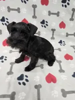 Shadow, a male Miniature Schnauzer for sale in Mitchell, IN – 3 of 4