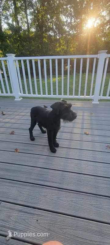 Karma  – Standard Schnauzer puppy for sale in Mitchell, IN