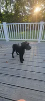 Karma , a female Standard Schnauzer for sale in Mitchell, IN – 1 of 3