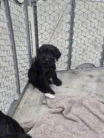 Karma , a female Standard Schnauzer for sale in Mitchell, IN – 2 of 4
