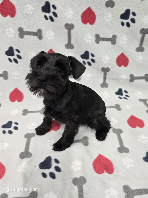 Shadow – Miniature Schnauzer puppy for sale in Mitchell, IN