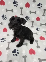 Shadow, a male Miniature Schnauzer for sale in Mitchell, IN – 1 of 4