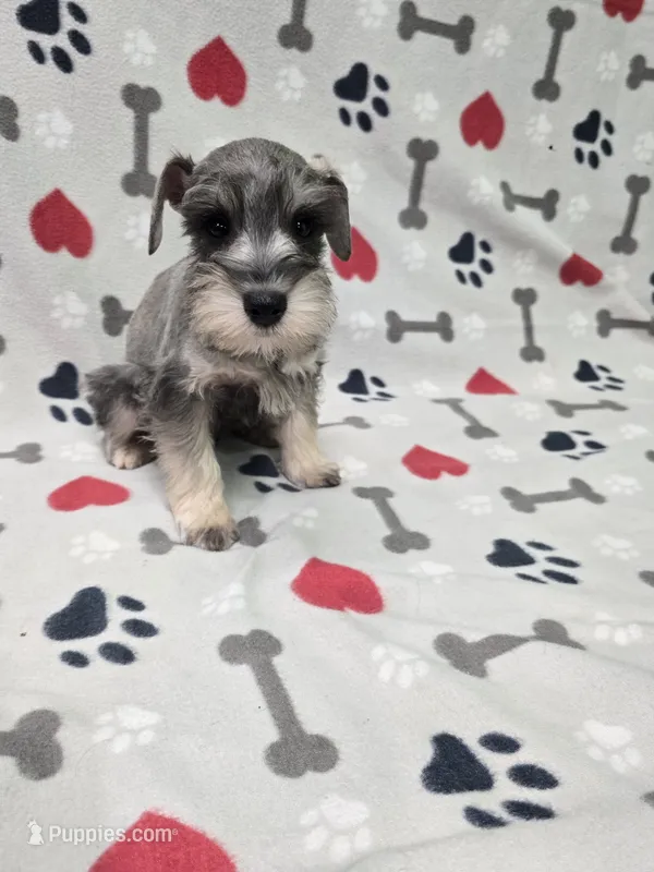 Pepper – Miniature Schnauzer puppy for sale in Mitchell, IN