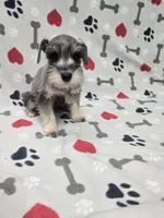 Pepper, a male Miniature Schnauzer for sale in Mitchell, IN – 1 of 5