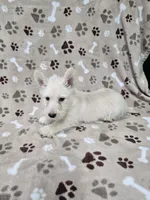Fiona, a female Scottish Terrier for sale in Mitchell, IN – 2 of 4