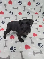Shadow, a male Miniature Schnauzer for sale in Mitchell, IN – 2 of 4