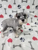 Pepper, a male Miniature Schnauzer for sale in Mitchell, IN – 5 of 5