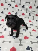 Gracie, a female Miniature Schnauzer for sale in Mitchell, IN – 2 of 4