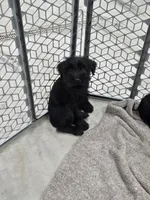 Karma , a female Standard Schnauzer for sale in Mitchell, IN – 4 of 4