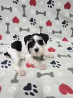 Brea, a female Miniature Schnauzer for sale in Mitchell, IN – 3 of 5