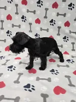 Gracie, a female Miniature Schnauzer for sale in Mitchell, IN – 4 of 4
