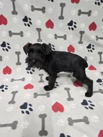 Gracie, a female Miniature Schnauzer for sale in Mitchell, IN – 3 of 4