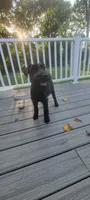 Karma , a female Standard Schnauzer for sale in Mitchell, IN – 3 of 3