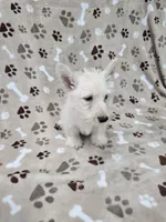 Fiona, a female Scottish Terrier for sale in Mitchell, IN – 3 of 4